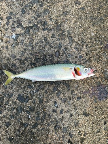 サバの釣果