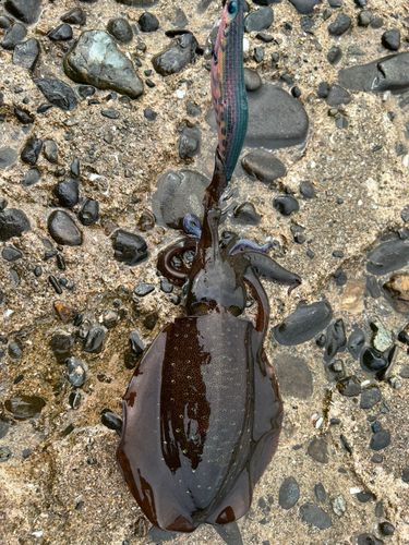 アオリイカの釣果