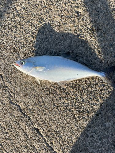 イケカツオの釣果