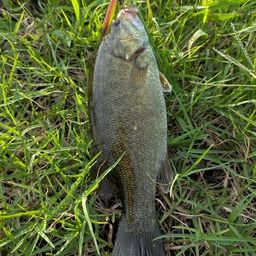 スモールマウスバス