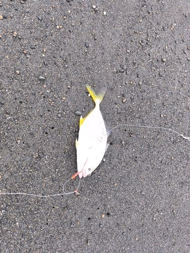 メッキの釣果