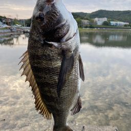 クロダイ