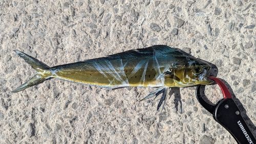 シイラの釣果