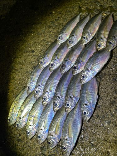 アジの釣果