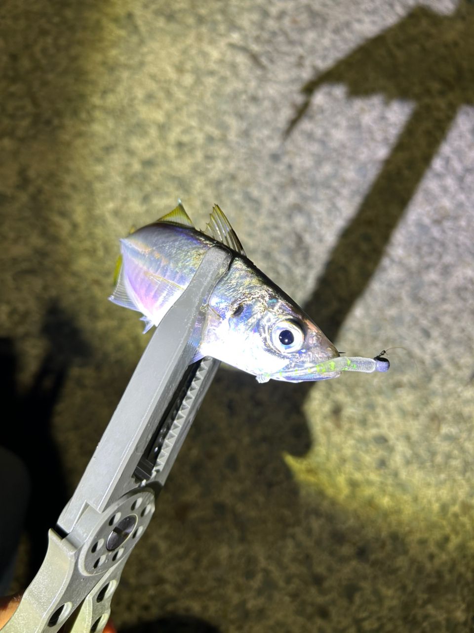 アジ