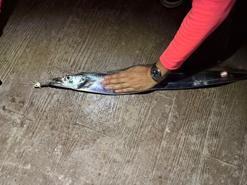 タチウオの釣果