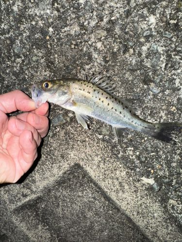 セイゴ（ヒラスズキ）の釣果