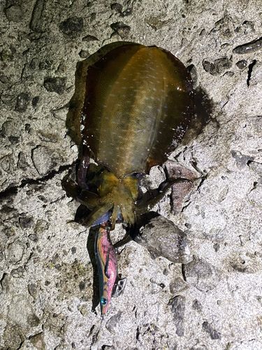 アオリイカの釣果
