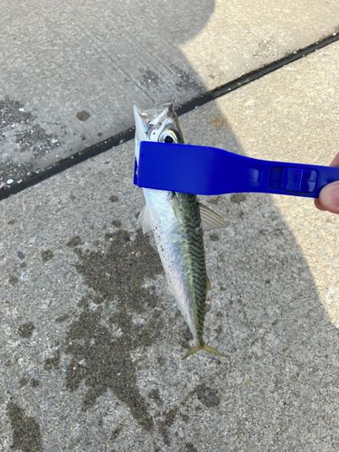 サバの釣果