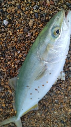 ツバスの釣果