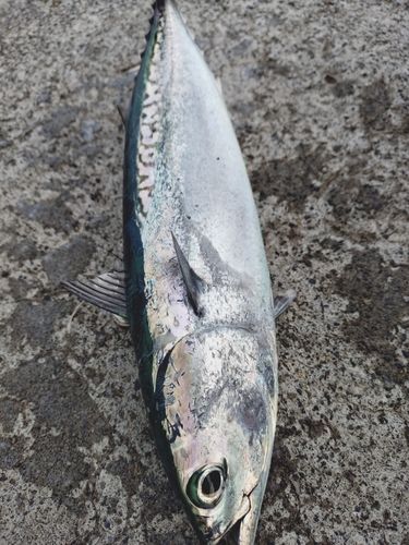 内浦湾（沼津）