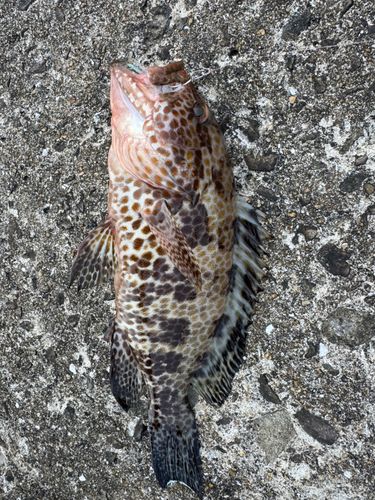 オオモンハタの釣果