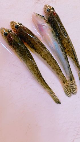 西浦