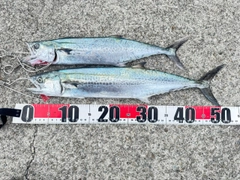 サゴシの釣果