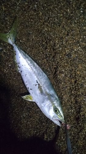 波松海岸