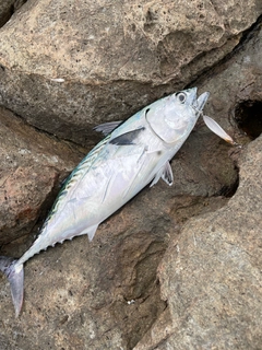 スマカツオの釣果