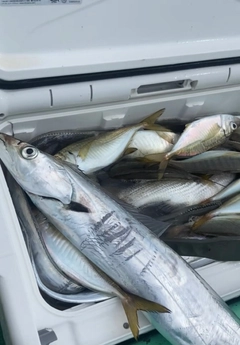 タチウオの釣果