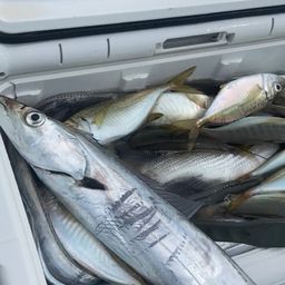 タチウオ
