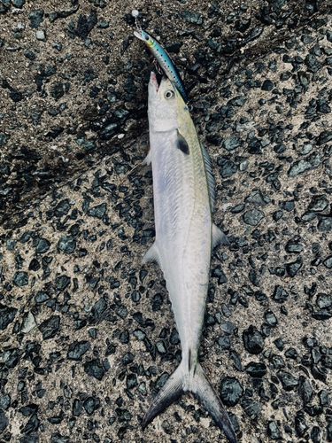 サゴシの釣果