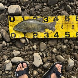 スモールマウスバス