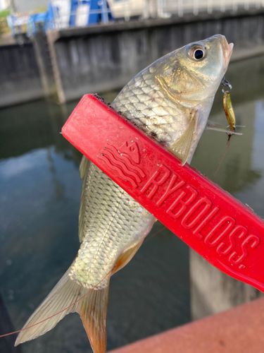 コイの釣果