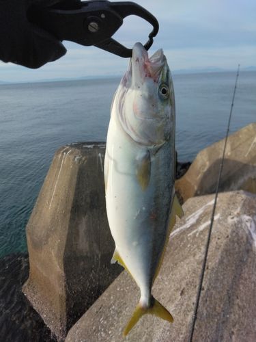 フクラギの釣果