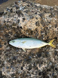 フクラギの釣果