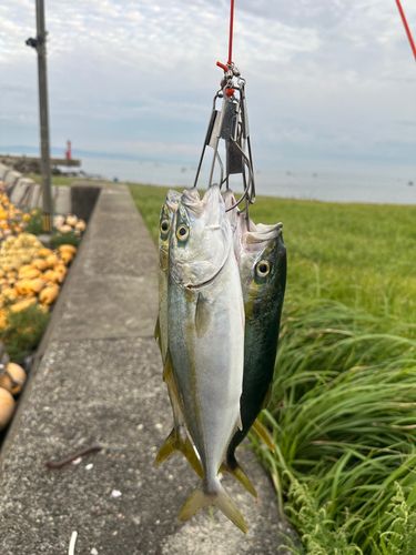 イナダの釣果