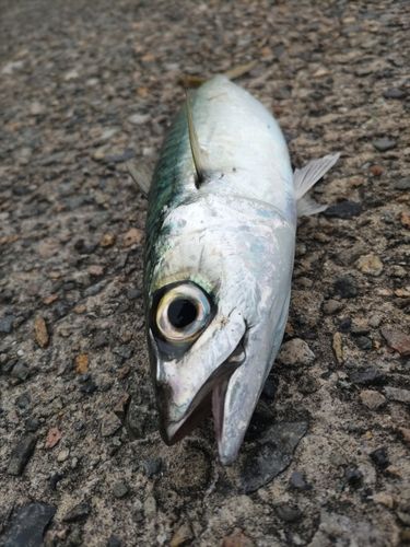 内灘海岸