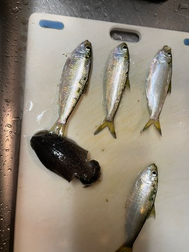 大さん橋付近
