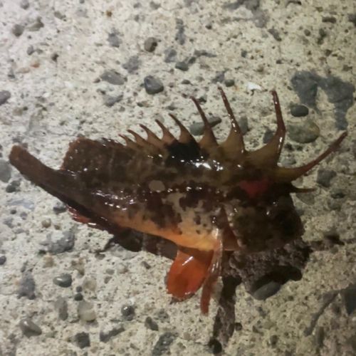 波崎新港