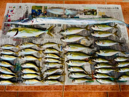 アオリイカの釣果