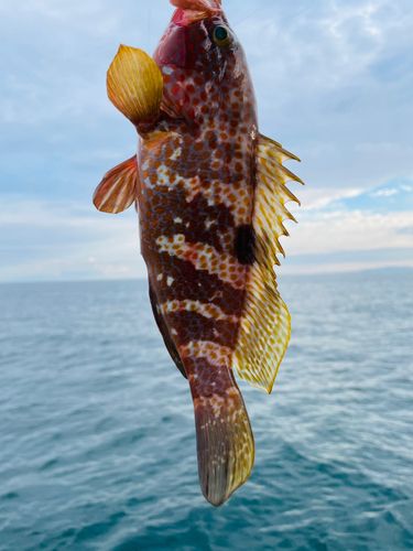 キジハタの釣果
