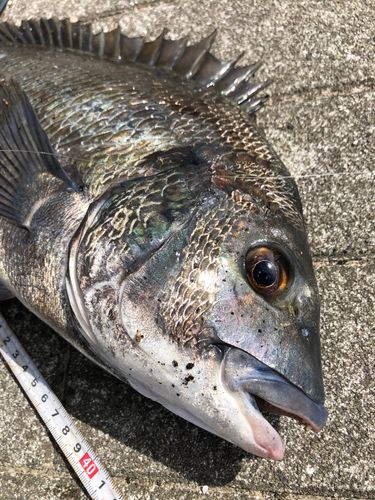 クロダイの釣果