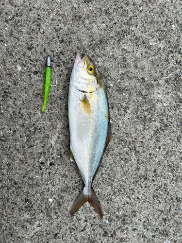 ネリゴの釣果