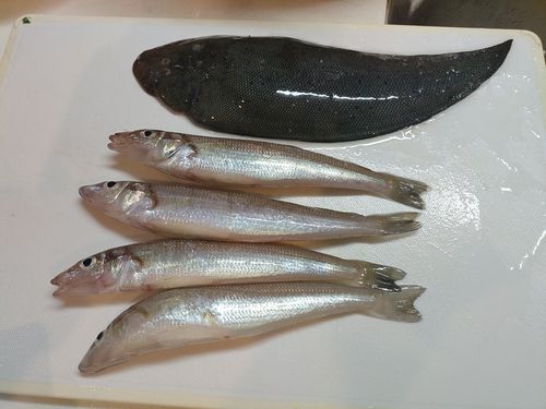 シロギスの釣果