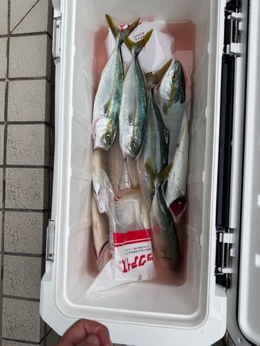ツバイソの釣果