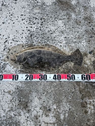 ヒラメの釣果