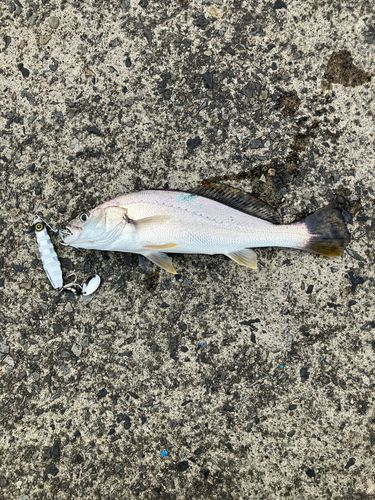 ニベの釣果