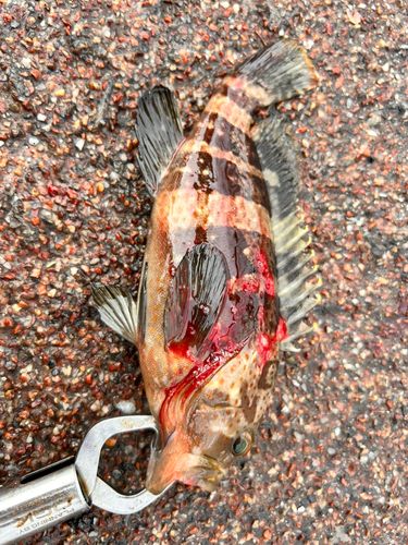 アオハタの釣果