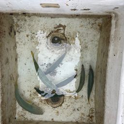 アジ