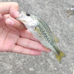 ブラックバス