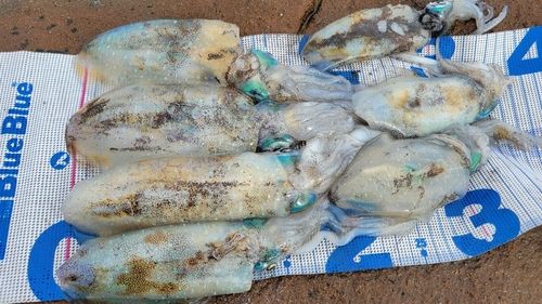 アオリイカの釣果