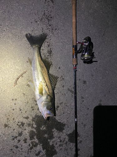 セイゴ（マルスズキ）の釣果