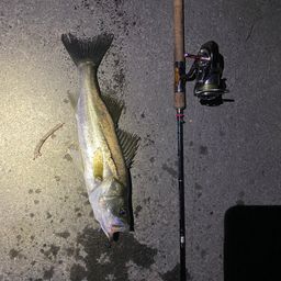 セイゴ（マルスズキ）