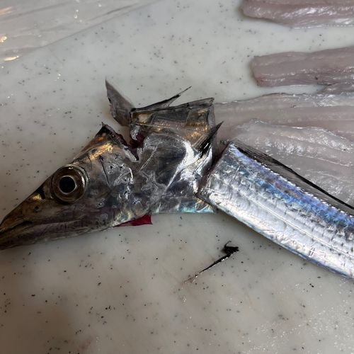 タチウオの釣果
