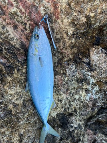 ワラサの釣果