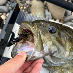 スモールマウスバス