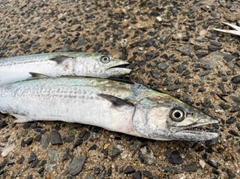 サゴシの釣果