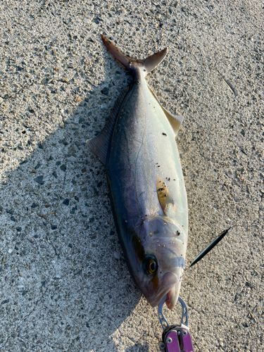 シオの釣果